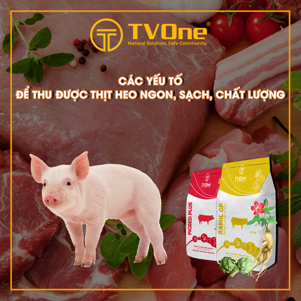 CÁc YẾu TỐ ĐỂ Thu ĐƯỢc ThỊt Heo Ngon SẠch ChẤt LƯỢng